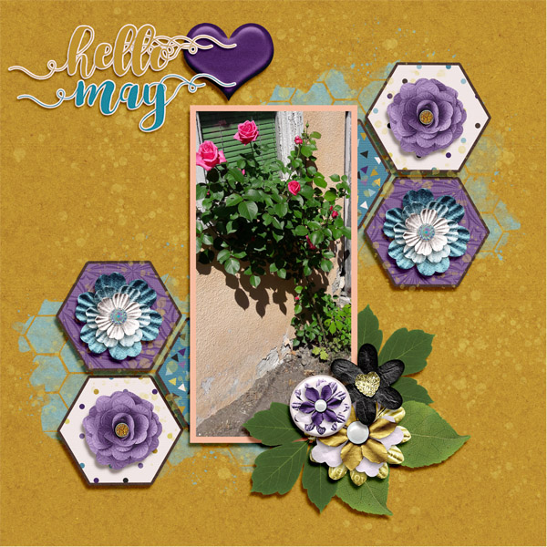 Rose in May