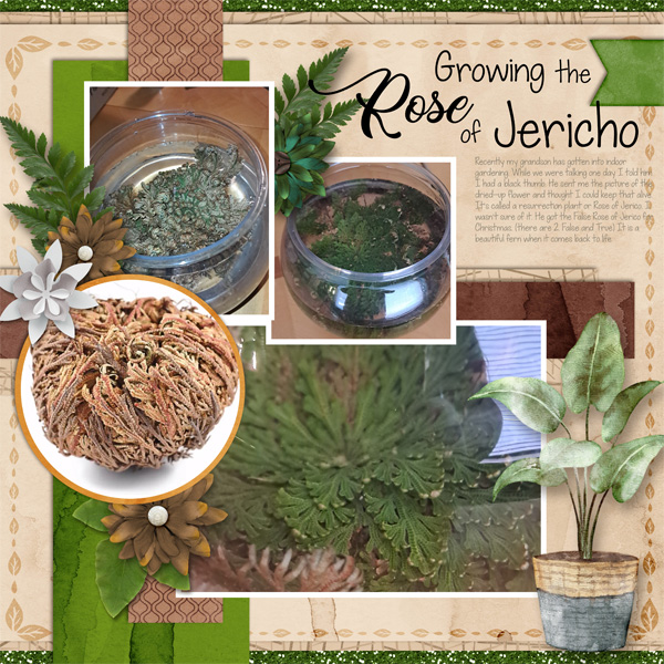 Rose of Jericho