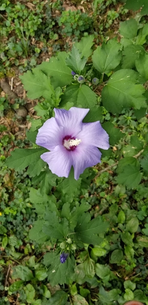 Rose of Sharon blooming