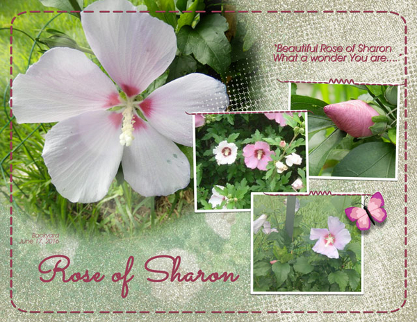 Rose of Sharon
