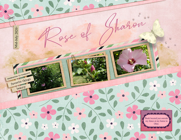 Rose of Sharon