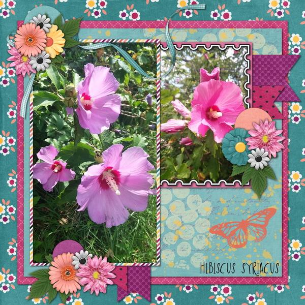 Rose of Sharon