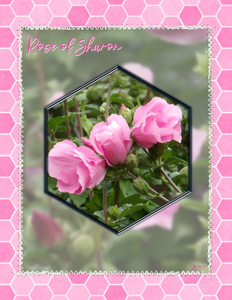 Rose of Sharon