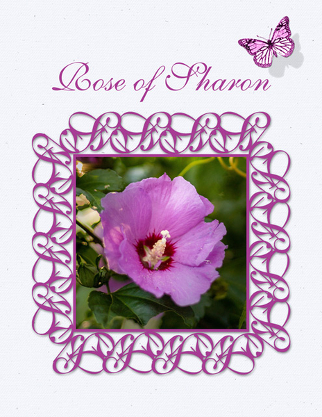 Rose of Sharon