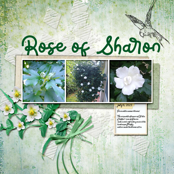 Rose of Sharoon