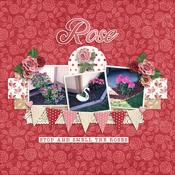 Rose-web.jpg