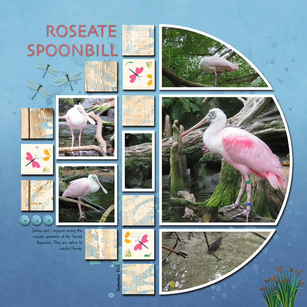 Roseate Spoonbills