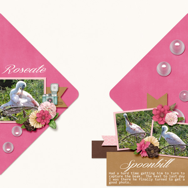 Roseate_Spoonbill_vol_54_Self