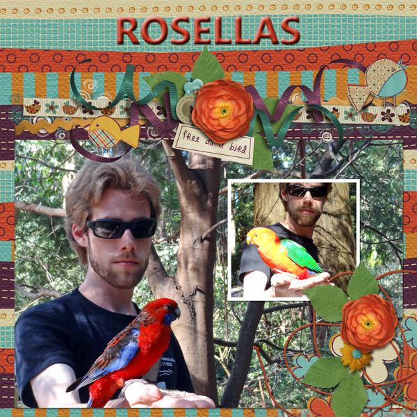 Rosellas
