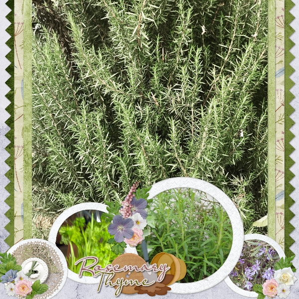 Rosemary
