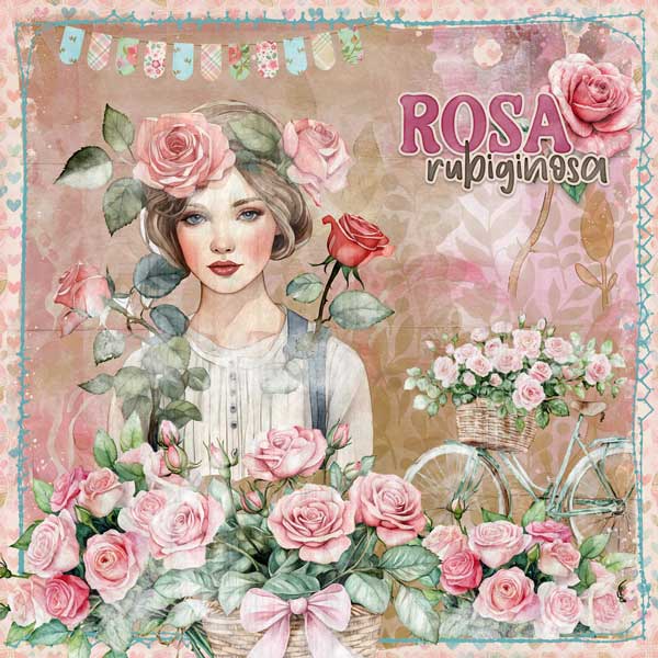 roses-2-aimee-harrison.jpg