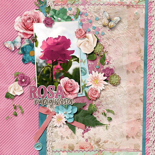 Roses are my favorites