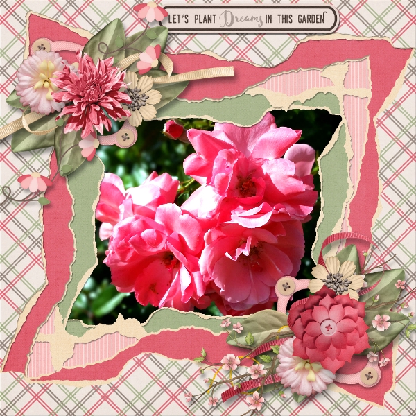 Roses in Bloom