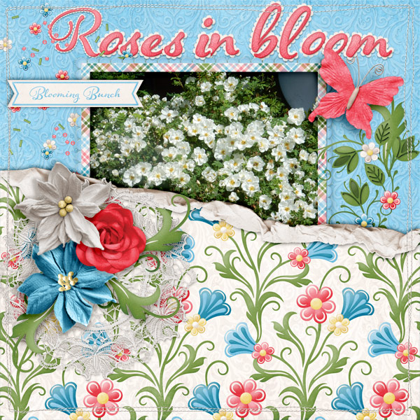 Roses-in-bloom