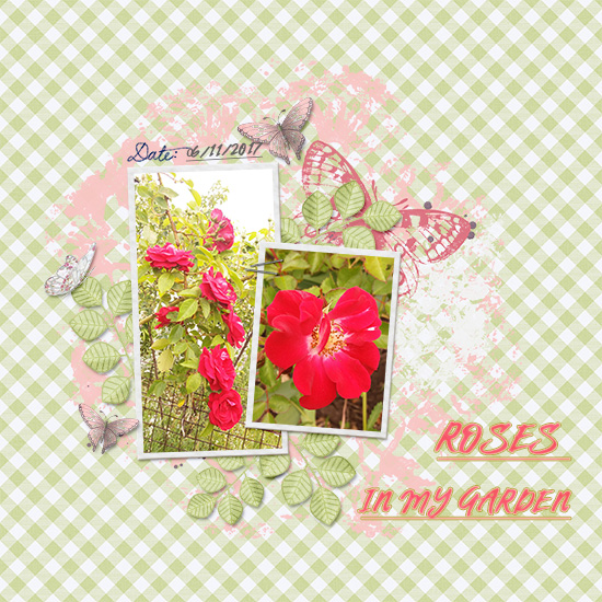 Roses In My Garden