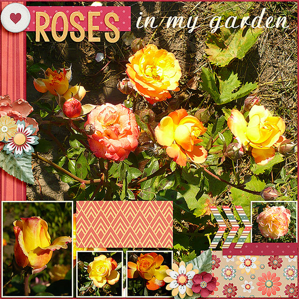 Roses In My Garden