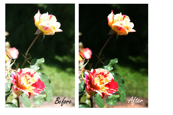 Roses
