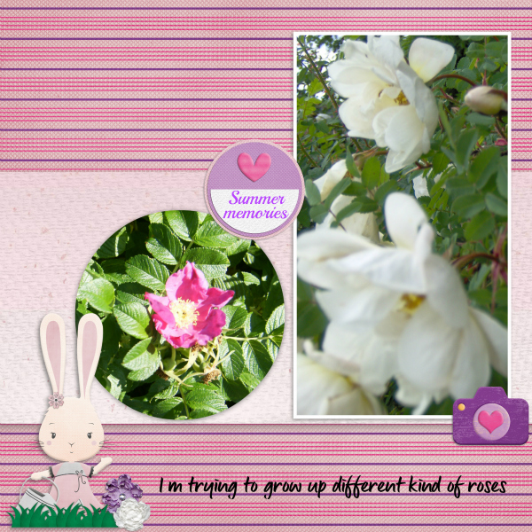 Roses