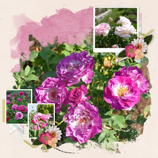 Roses