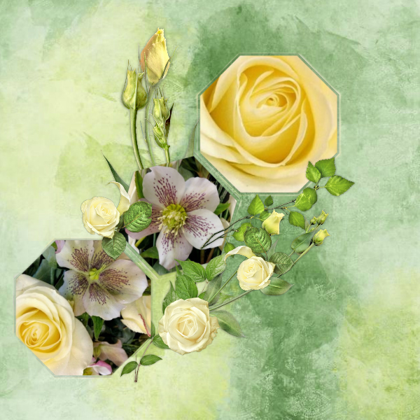 Roses14