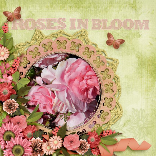 Roses_in_bloom