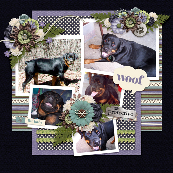 Rottie Dawg