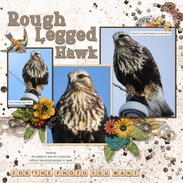 rough_legged_hawk_small