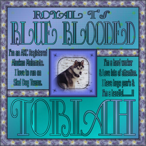 RoyalT's-BlueBlooded-Tobiah