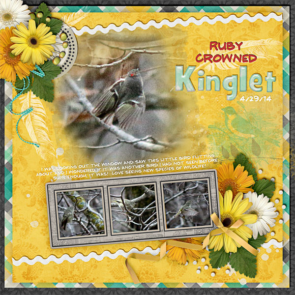 Ruby Crowed Kinglet