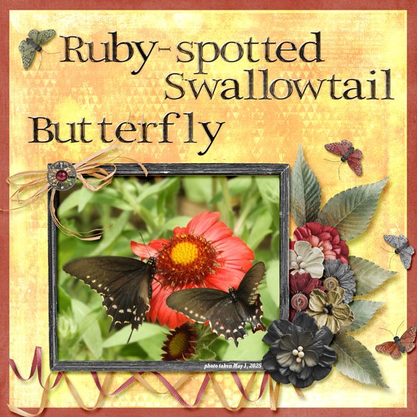Ruby-spotted Swallowtail Butterfly small.jpg