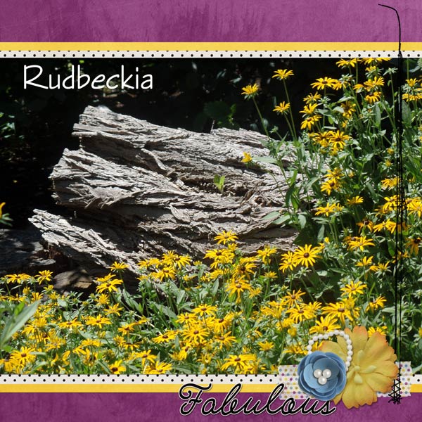 Rudbeckia