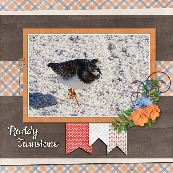Ruddy Turnstone