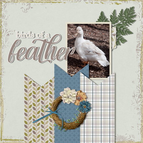 Ruffled Feathers