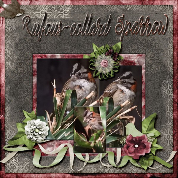 Rufous-collard_Sparrow_small