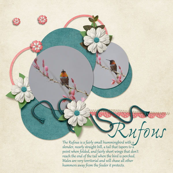 Rufous hummingbird
