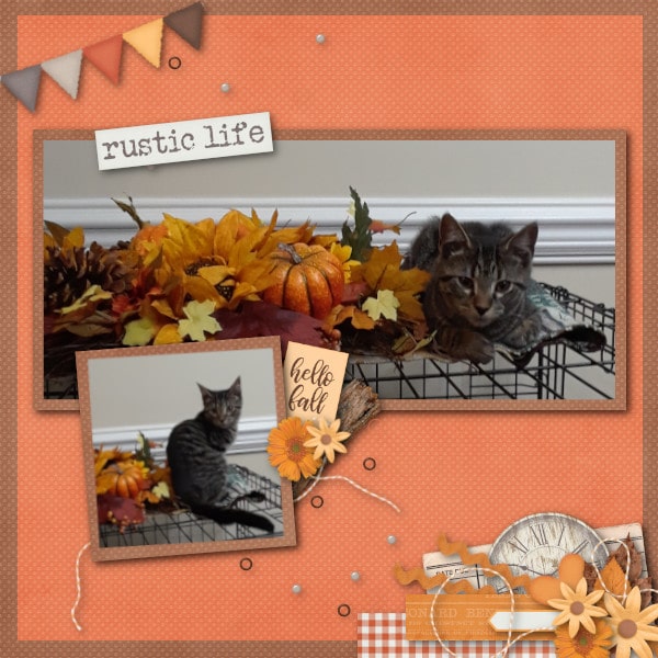 Rustic Life