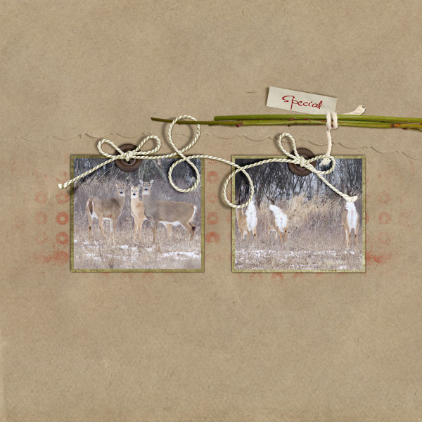 RWSpecialDeer-600