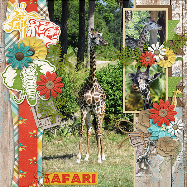 Safari