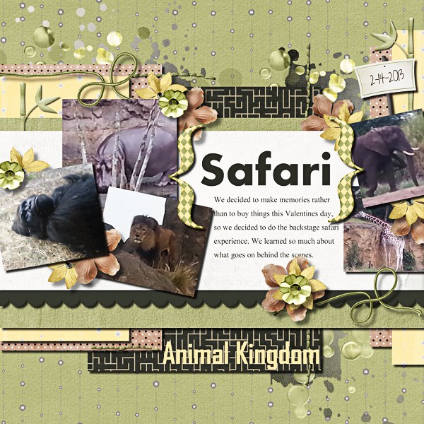 safari