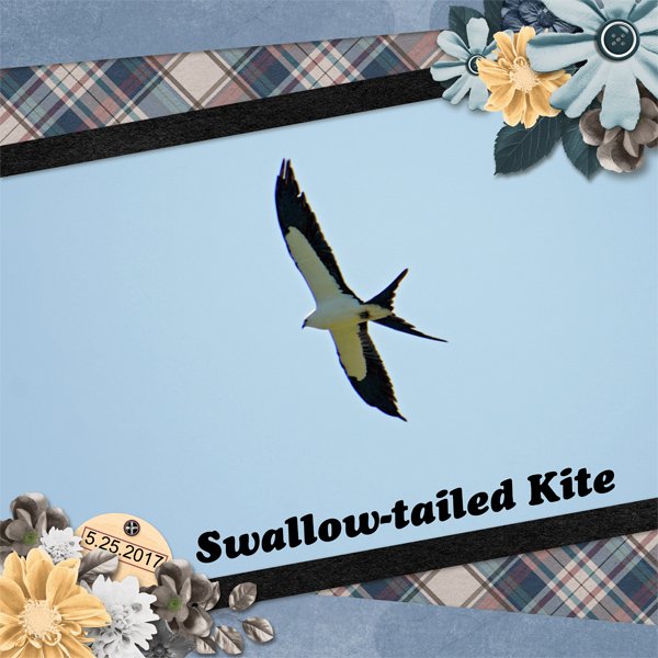Sallow-tailed Kite