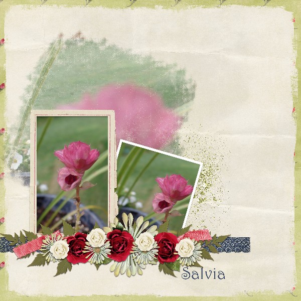 Salvia