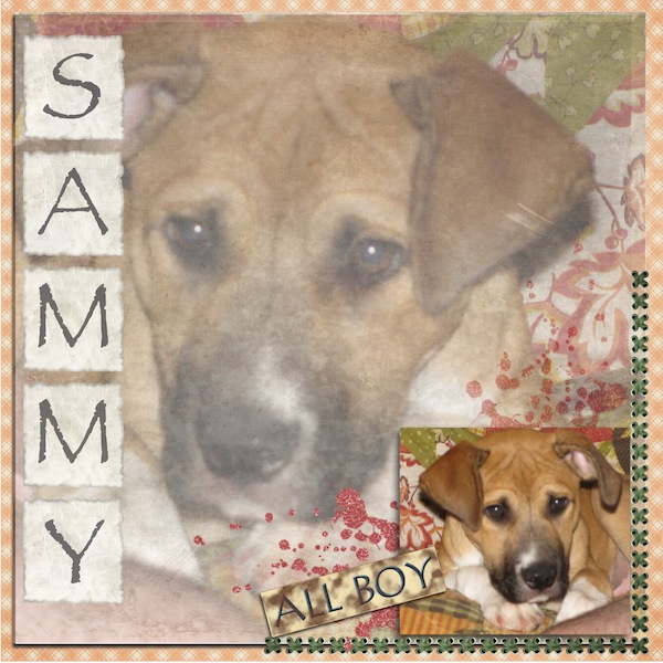 Sammy All Boy!