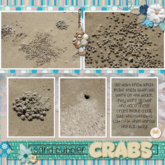 sand_bubbler_crabs