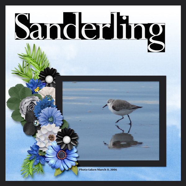 Sanderling small.jpg