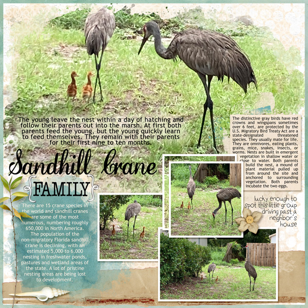 Sandhill Crane family