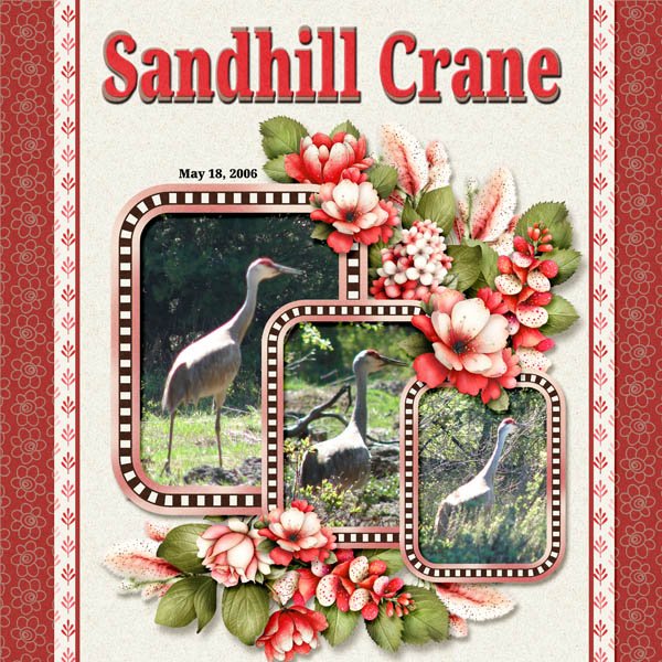 Sandhill Crane small.jpg