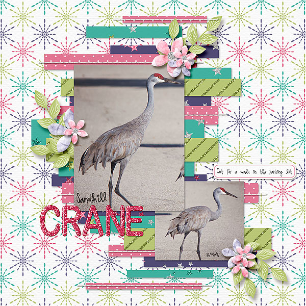 Sandhill Crane