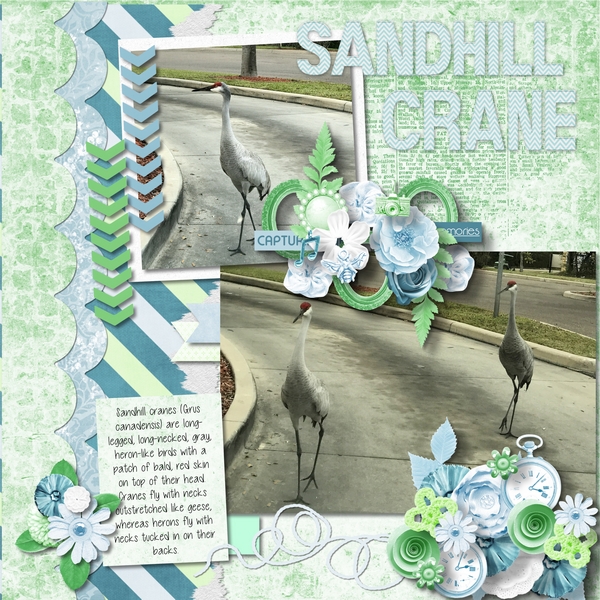 Sandhill Cranes