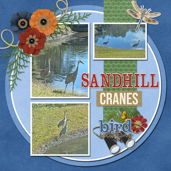 Sandhill Cranes
