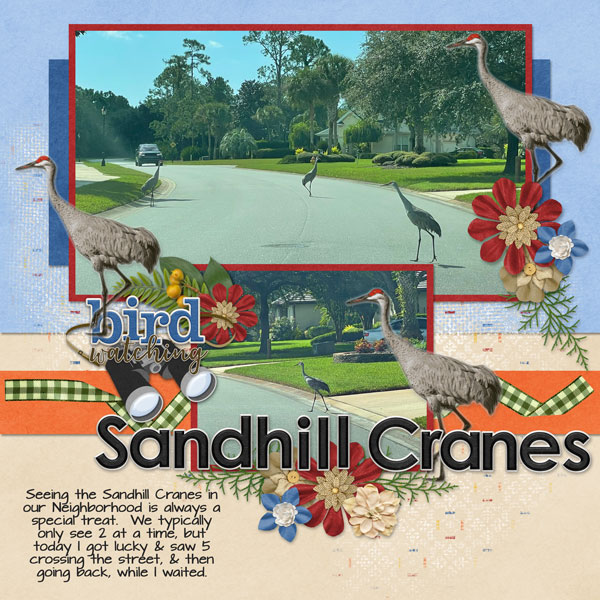 Sandhill Cranes